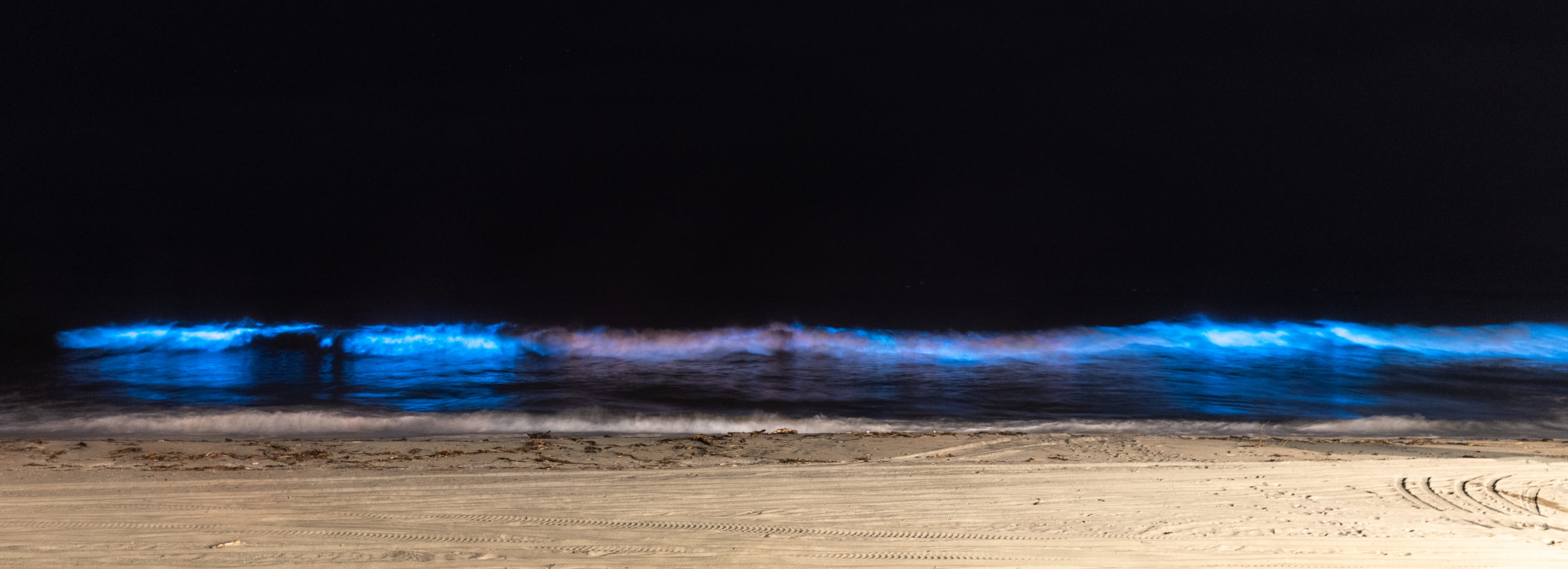 How to Photograph Bioluminescence - Adam's Trail Notes