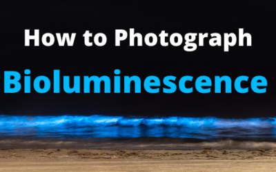 How to Photograph Bioluminescence