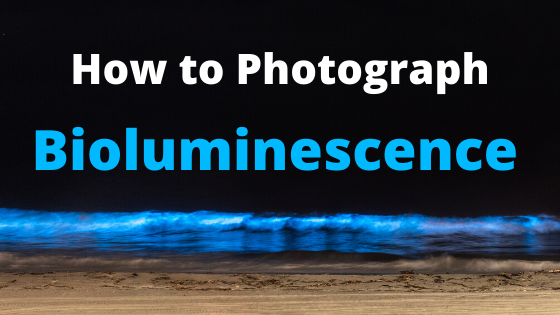 How to Photograph Bioluminescence